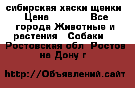 сибирская хаски щенки › Цена ­ 10 000 - Все города Животные и растения » Собаки   . Ростовская обл.,Ростов-на-Дону г.